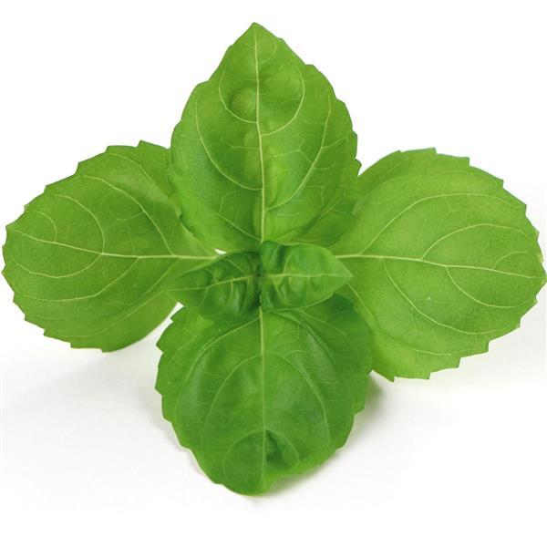 Basil Rutgers DMR Passion - Bloom