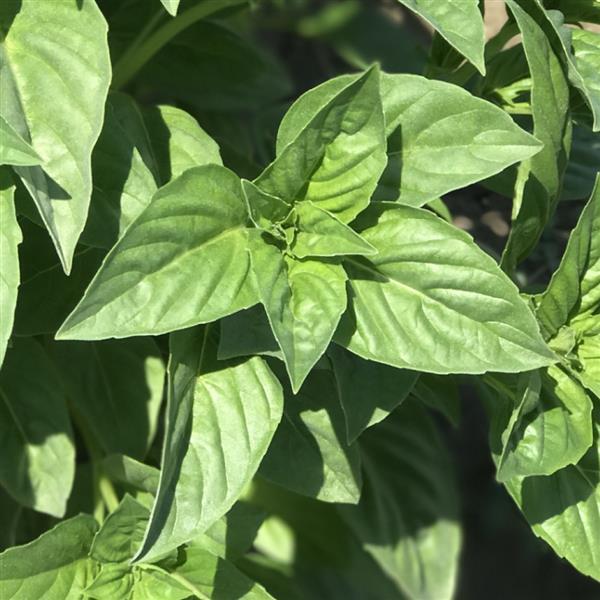 Basil Rutgers DMR Obsession - Bloom