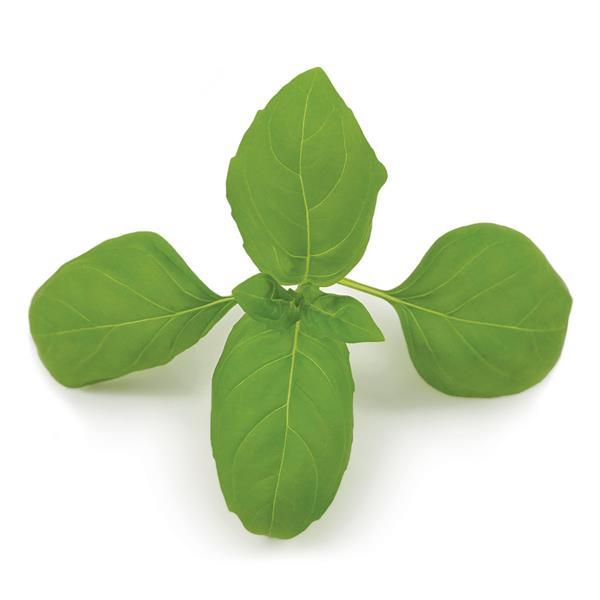 Basil Rutgers DMR Devotion - Bloom