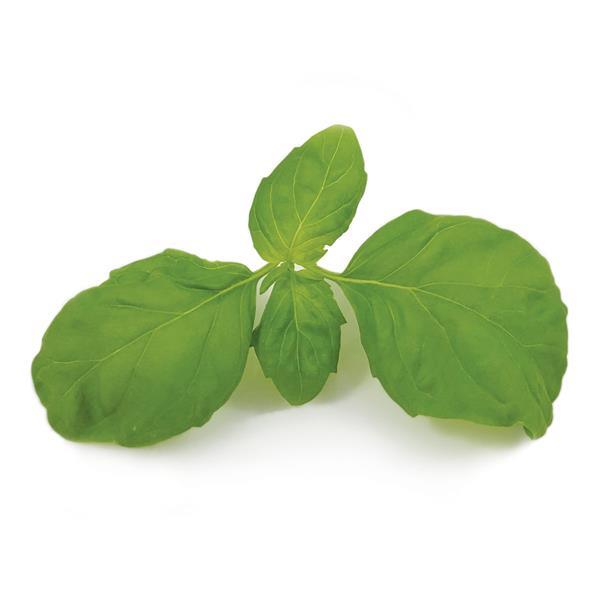 Basil Rutgers DMR Thunderstruck - Bloom