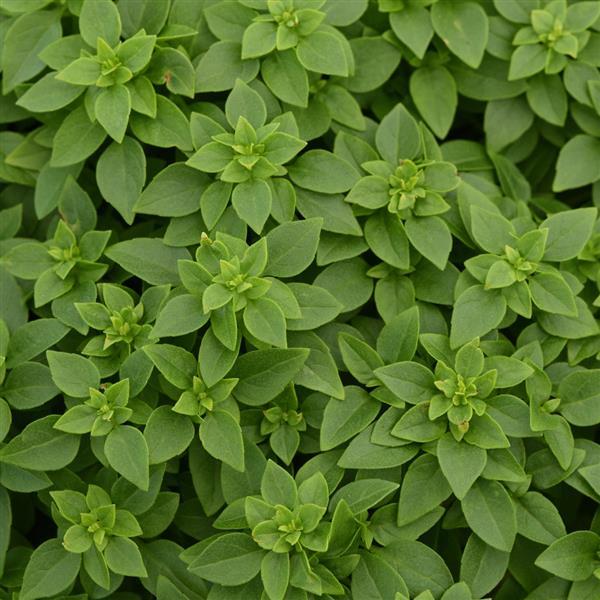 Basil Other Bonsai - Bloom