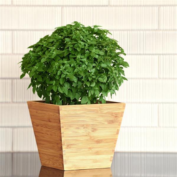 Basil Other Bonsai - Container