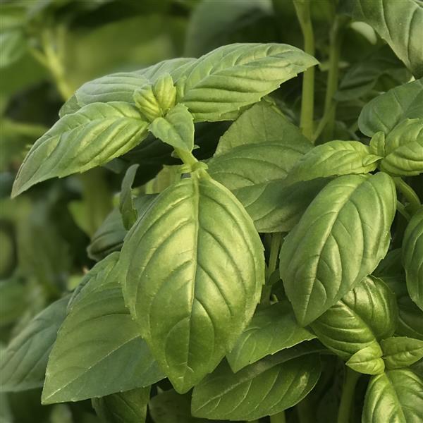 Basil Prospera Active Aya - Bloom