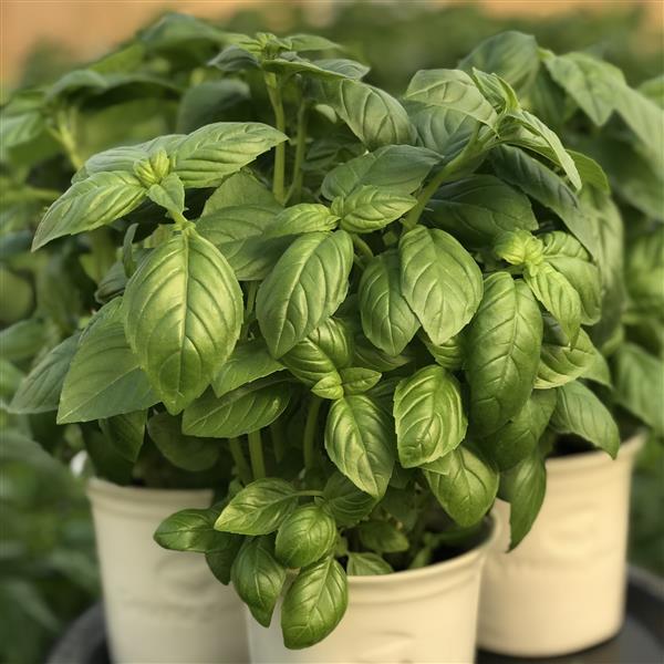 Basil Prospera Active Aya - Container