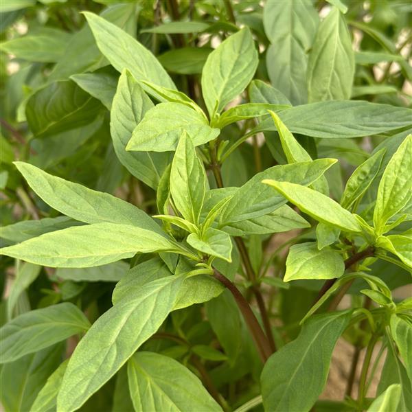 Basil Thai Thai - Bloom