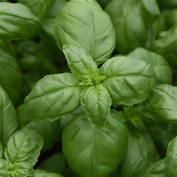 Basil Other Monteverde Genovese - Bloom
