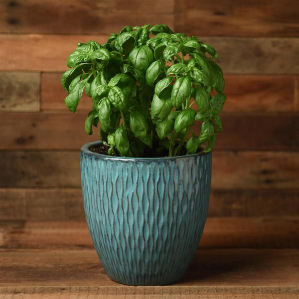 Basil Other Monteverde Genovese - Container