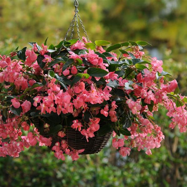 Begonia Dragon Wing Pink - Basket