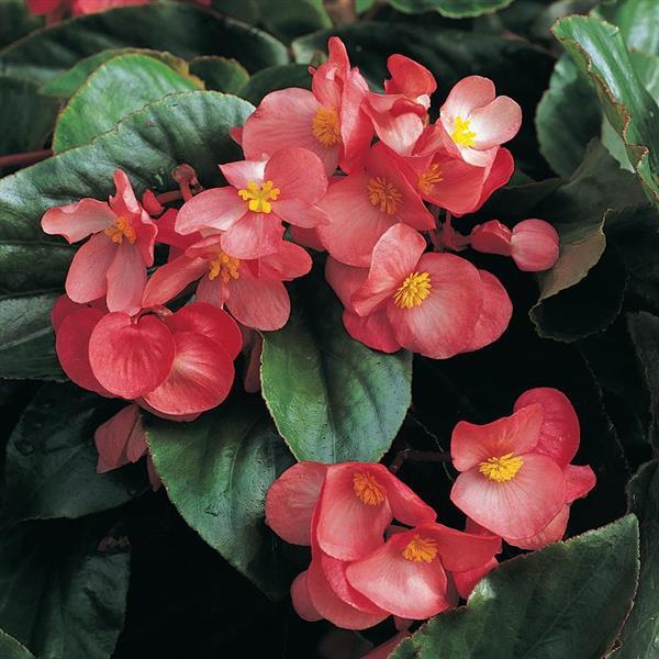 Begonia Dragon Wing® Pink - Bloom