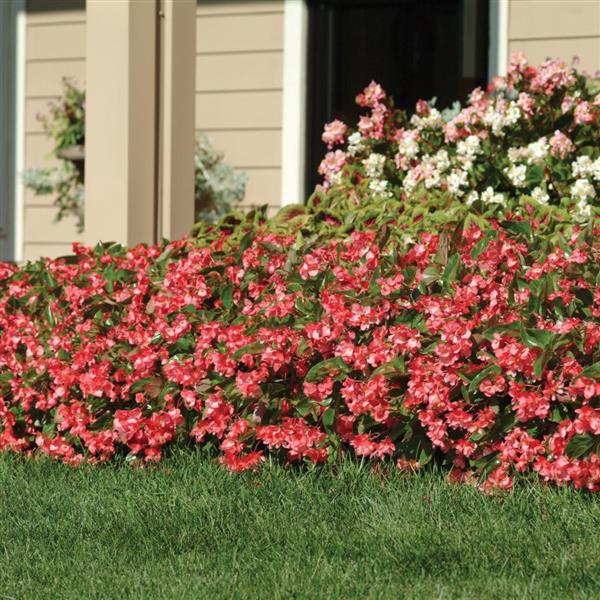 Begonia Dragon Wing Pink - Commercial Landscape 1