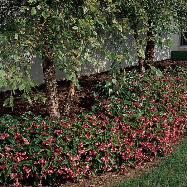 Begonia Dragon Wing Pink - Commercial Landscape 2
