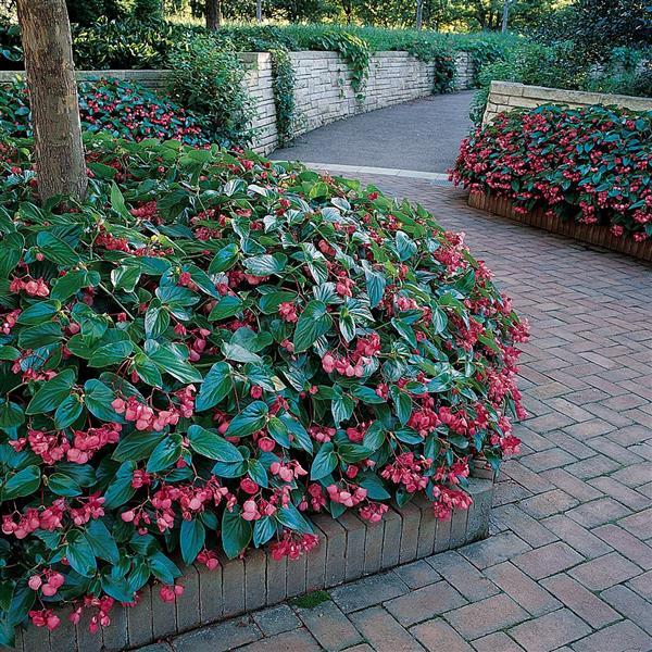Begonia Dragon Wing Pink - Commercial Landscape 3