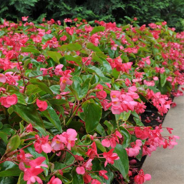 Begonia Dragon Wing Pink - Landscape