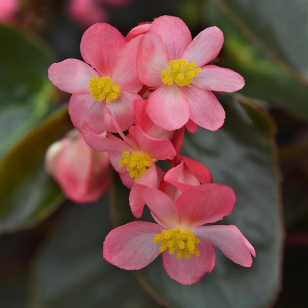 Begonia Dragon Wing® Pink Bronze Leaf - Bloom