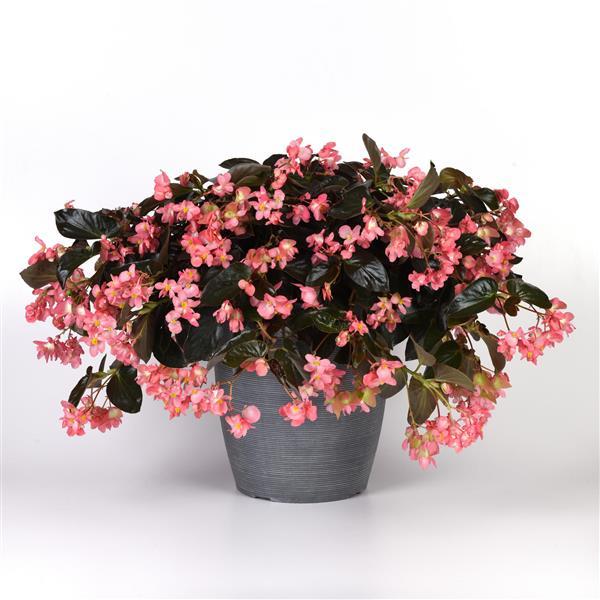 Begonia Dragon Wing Pink Bronze Leaf - Container