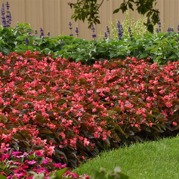 Begonia Dragon Wing Pink Bronze Leaf - Landscape