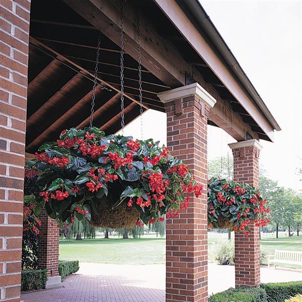 Begonia Dragon Wing Red - Basket