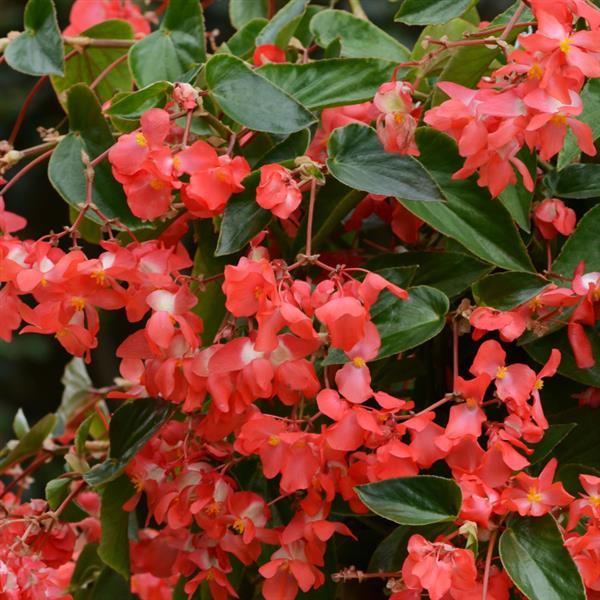 Begonia Dragon Wing Red - Bloom