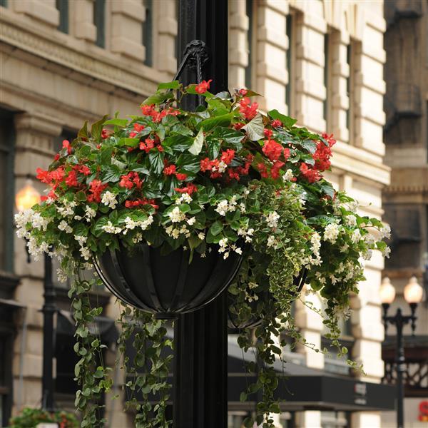 Begonia Dragon Wing Red - Commercial Landscape 1
