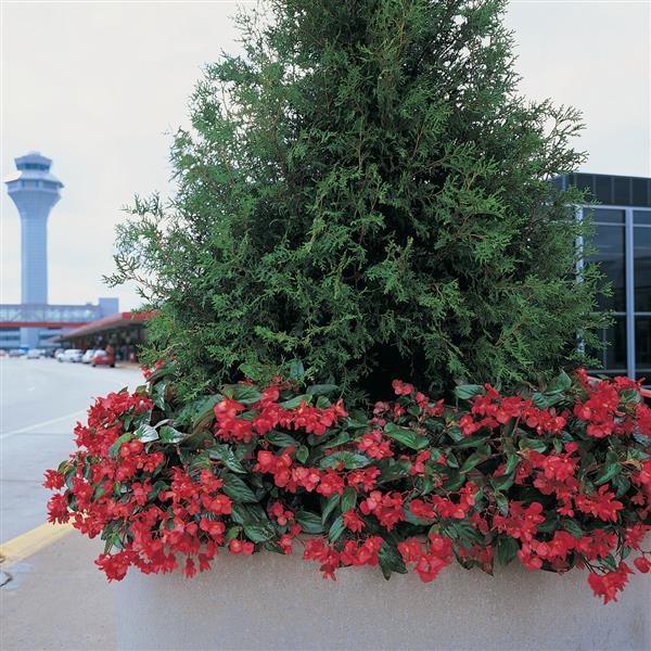 Begonia Dragon Wing Red - Commercial Landscape 2