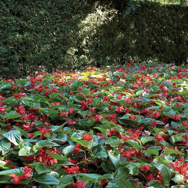 Begonia Dragon Wing Red