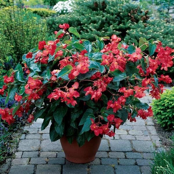 Begonia Dragon Wing Red - Container