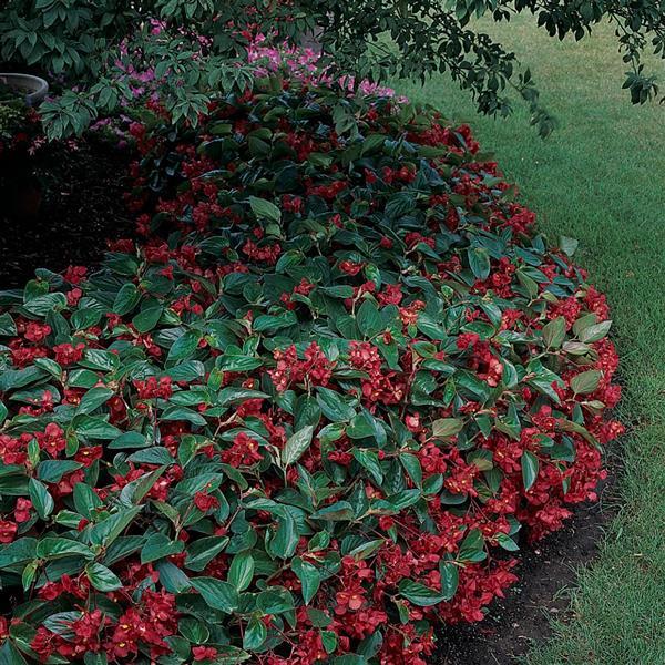 Begonia Dragon Wing Red - Garden
