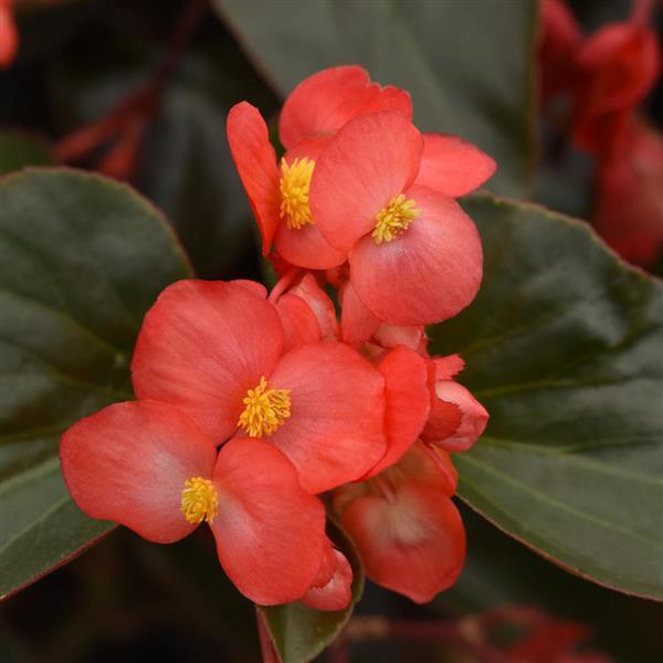 Begonia Dragon Wing® Red Bronze Leaf - Bloom