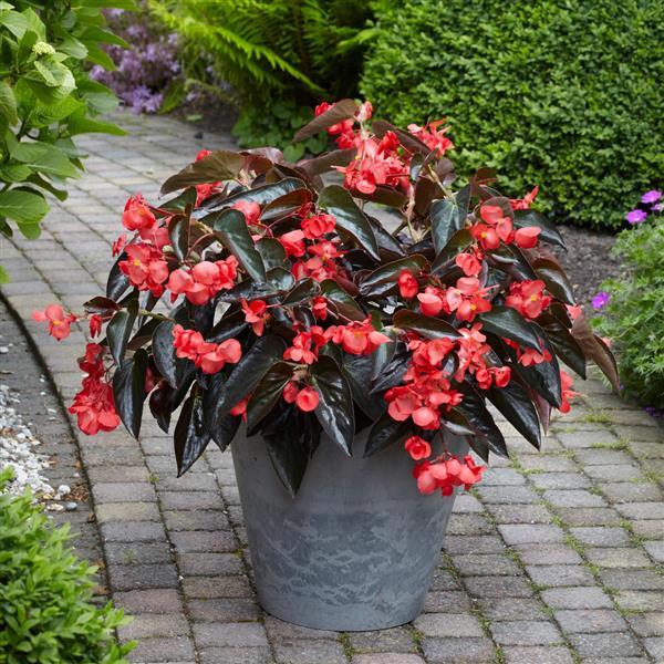 Begonia Dragon Wing Red Bronze Leaf - Container