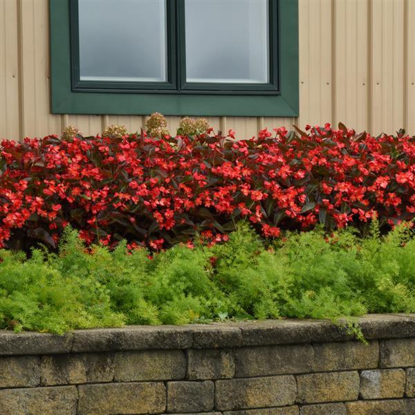 Begonia Dragon Wing Red Bronze Leaf - Landscape