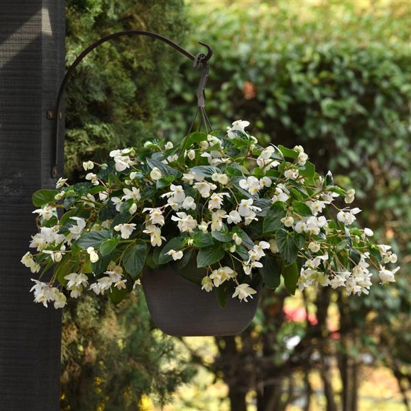 Begonia Dragon Wing White - Basket