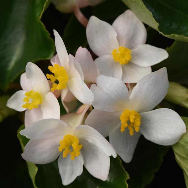 Begonia Dragon Wing® White - Bloom