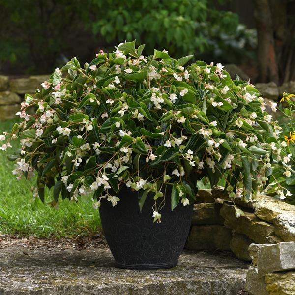 Begonia Dragon Wing White - Container