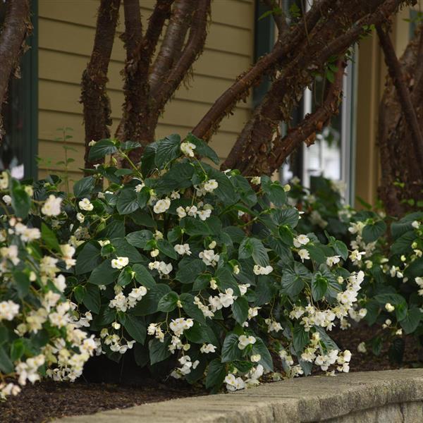 Begonia Dragon Wing White - Landscape