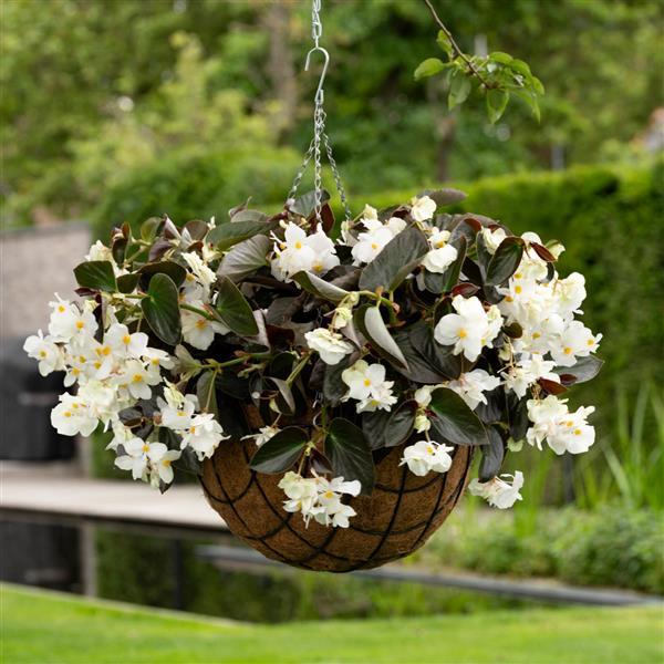 Begonia Dragon Wing White Bronze Leaf - Basket