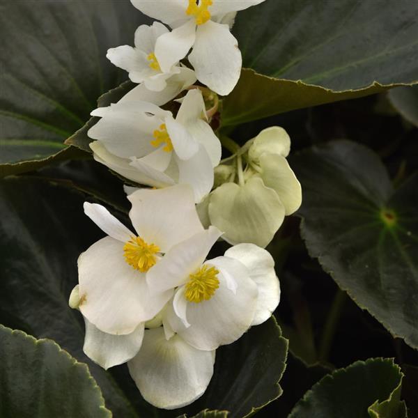 Begonia Dragon Wing® White Bronze Leaf - Bloom