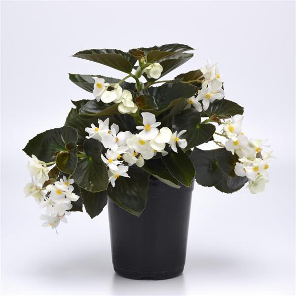 Begonia Dragon Wing White Bronze Leaf - Container