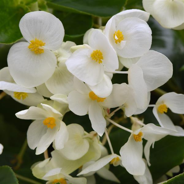 Begonia Dragon Wing® White Improved - Bloom