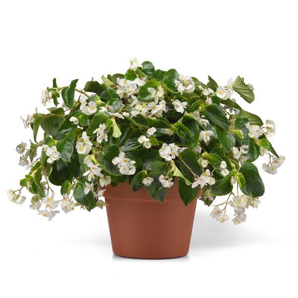 Begonia Dragon Wing White Improved - Container