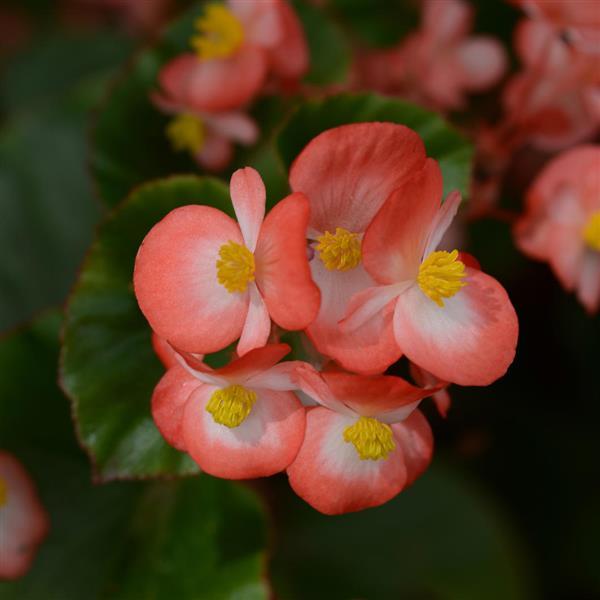 Begonia BabyWing® Bicolor - Bloom