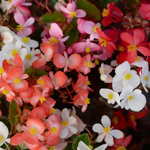 Begonia BabyWing® Mixture - Bloom