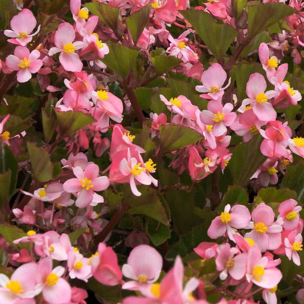 Begonia BabyWing® Pink - Bloom