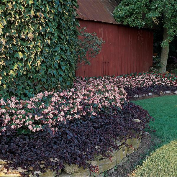 Begonia BabyWing Pink - Commercial Landscape 1