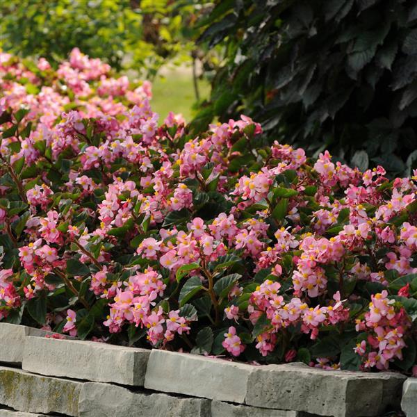 Begonia BabyWing Pink - Commercial Landscape 2