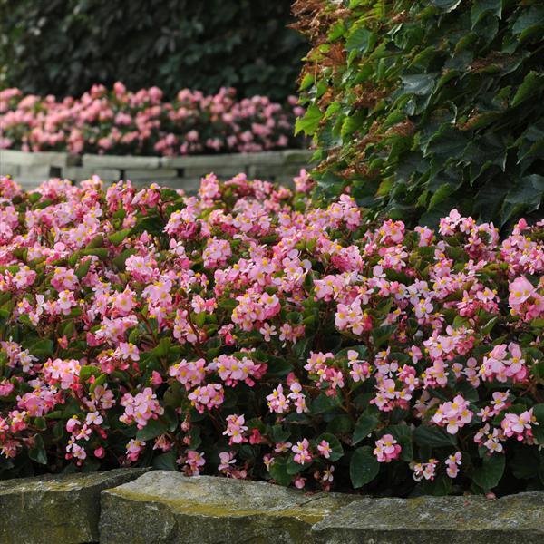 Begonia BabyWing Pink - Commercial Landscape 3
