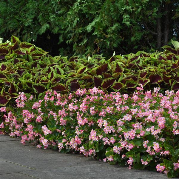 Begonia BabyWing Pink