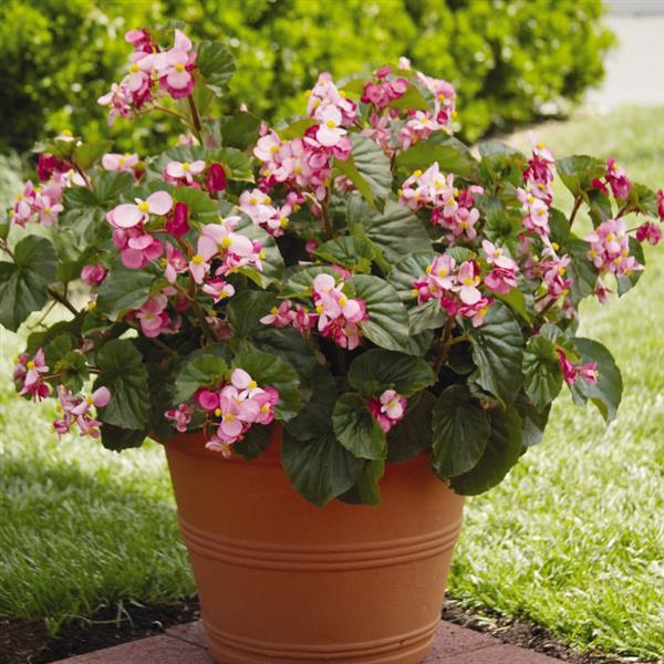 Begonia BabyWing Pink - Container