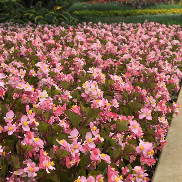 Begonia BabyWing Pink - Landscape