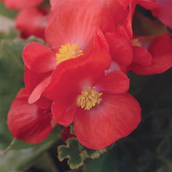 Begonia BabyWing Red - Bloom