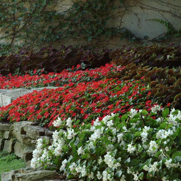 Begonia BabyWing Red - Commercial Landscape 1